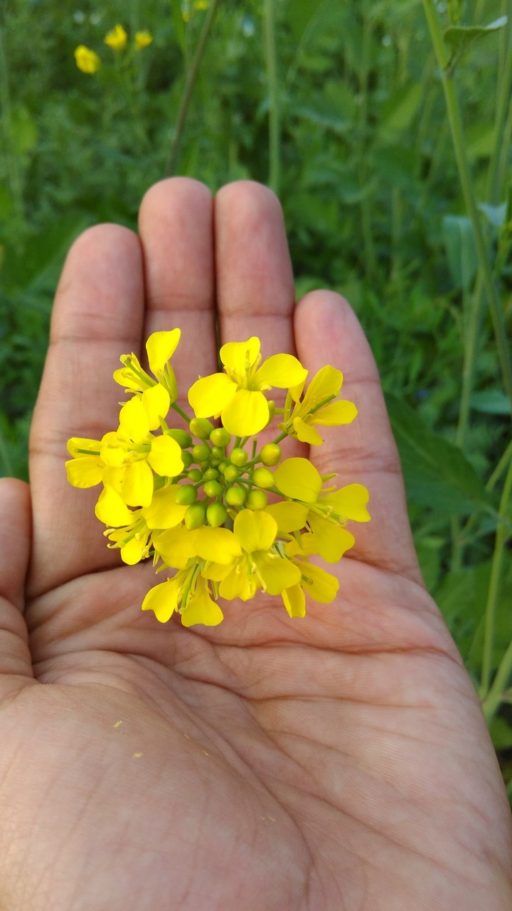 flower