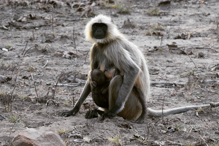 Monkey kS