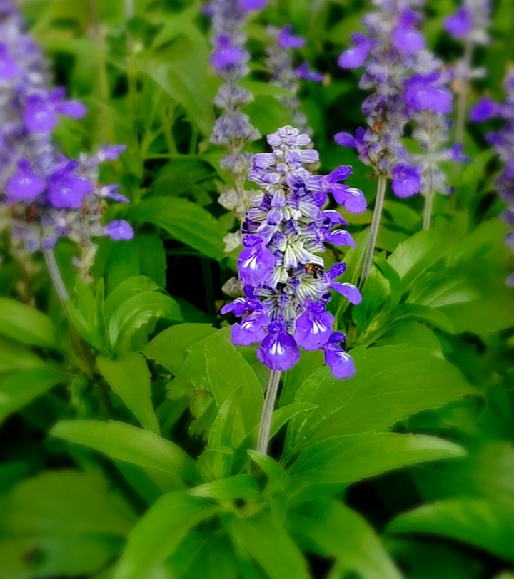 Pretty Purple