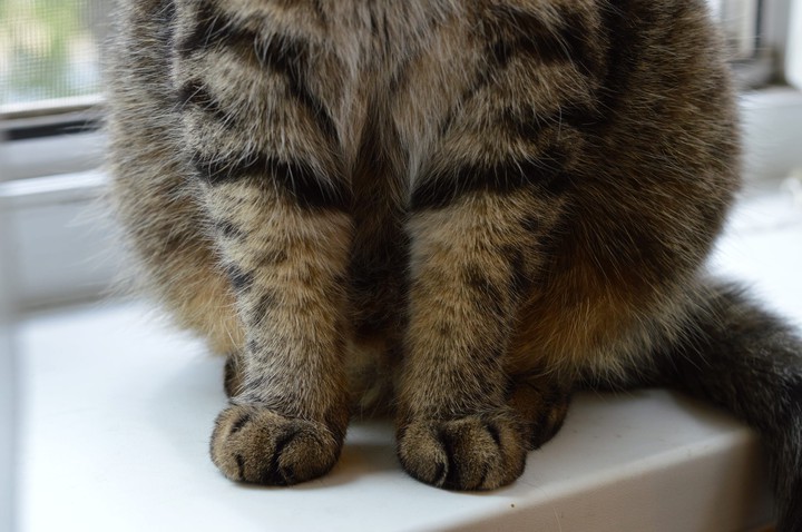 cat men