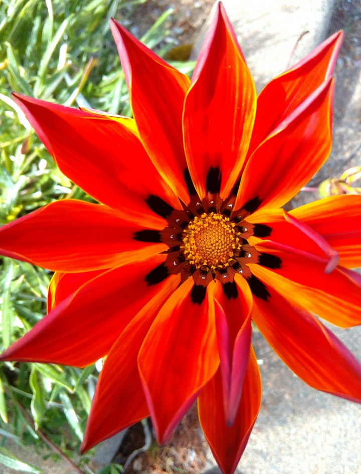 Fire sunny flowers