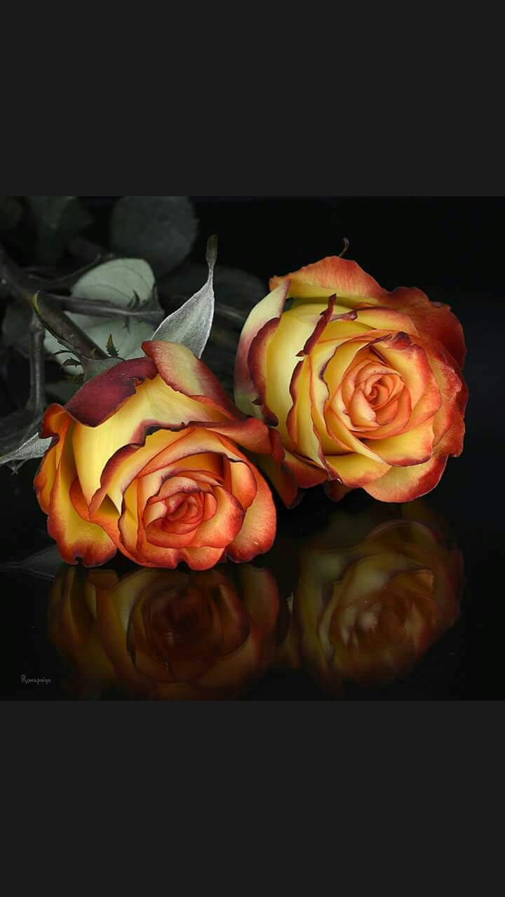 yellow or red combination rose