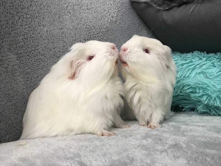 Cavia