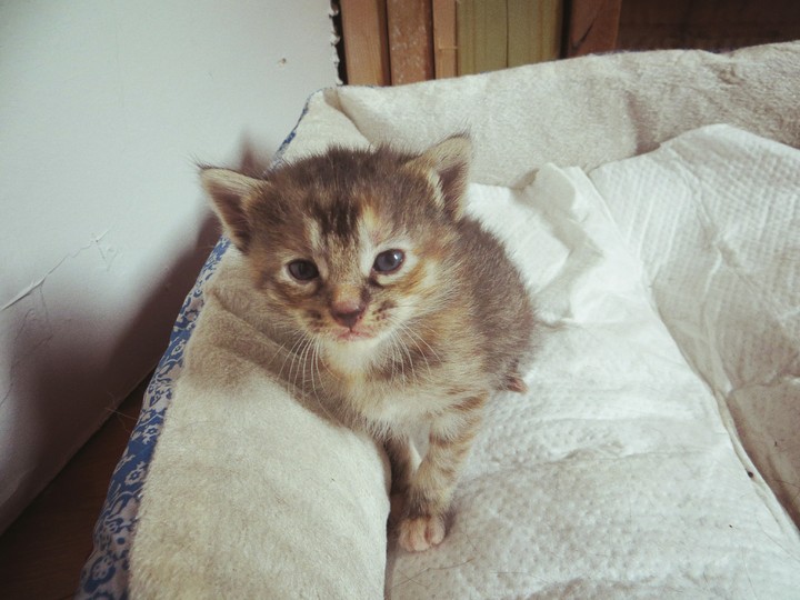 Kitten