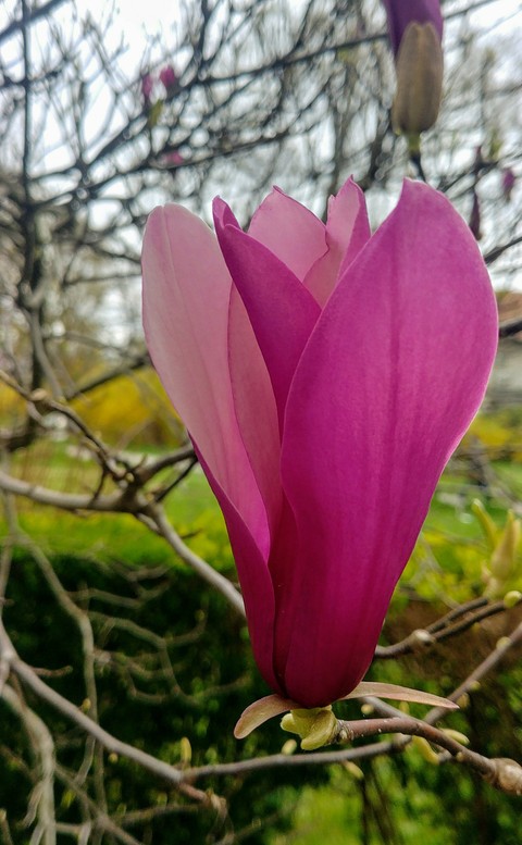 Magnolia magica.