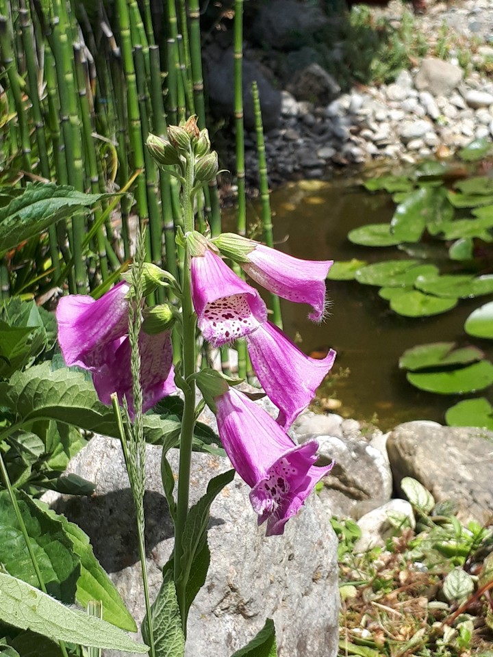 Blumen