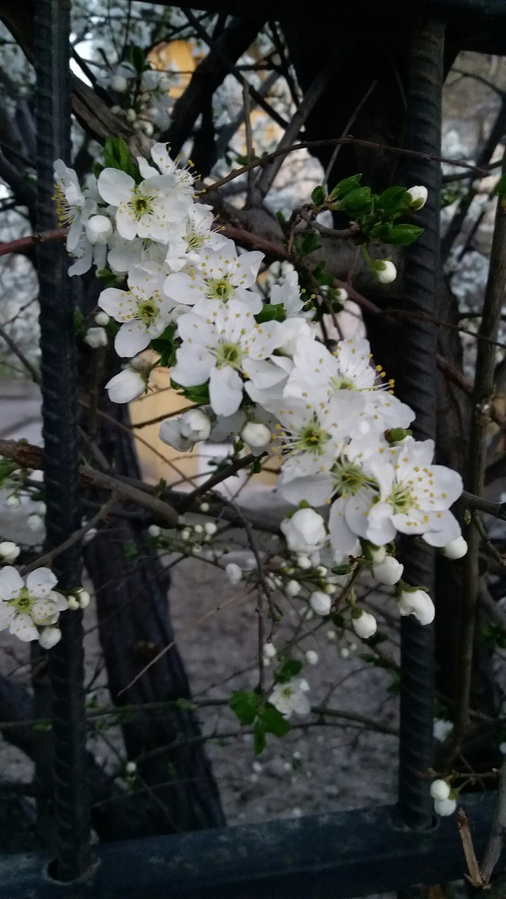 Blossom 