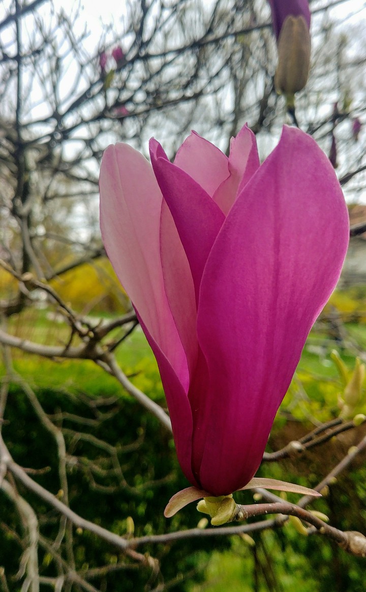 Magnolia magica.