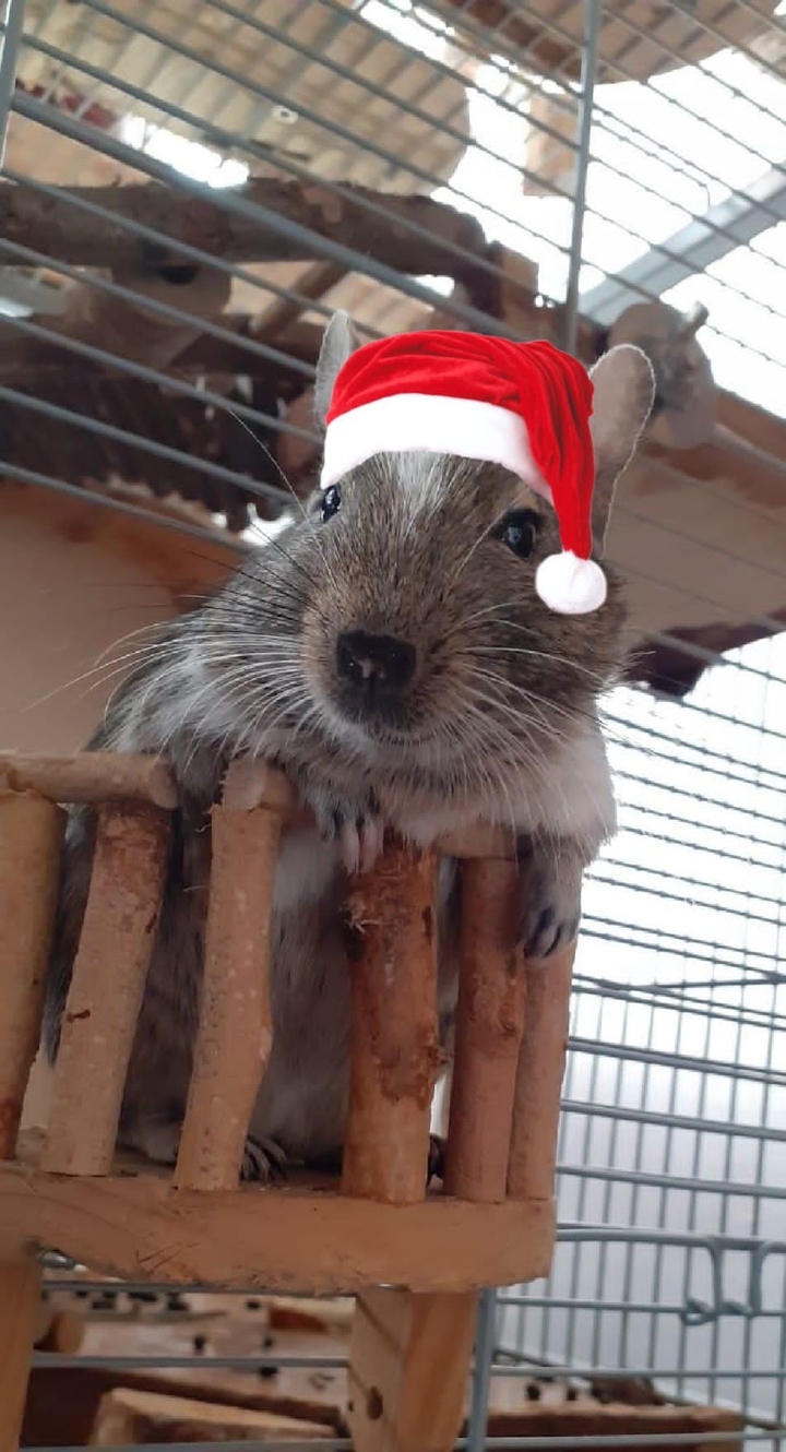Christmas