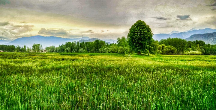 Field