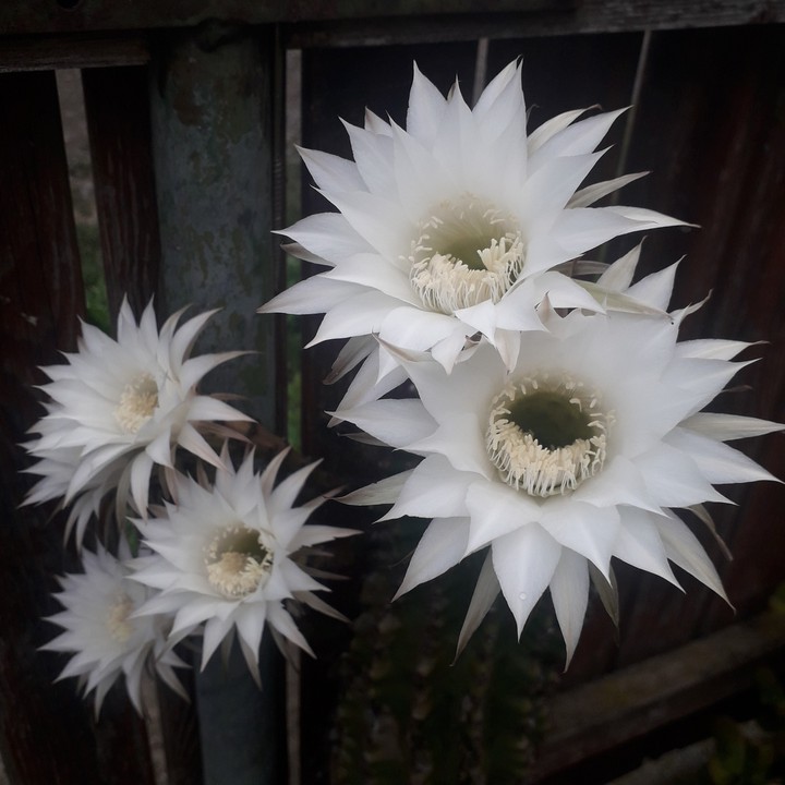 cactusflowers