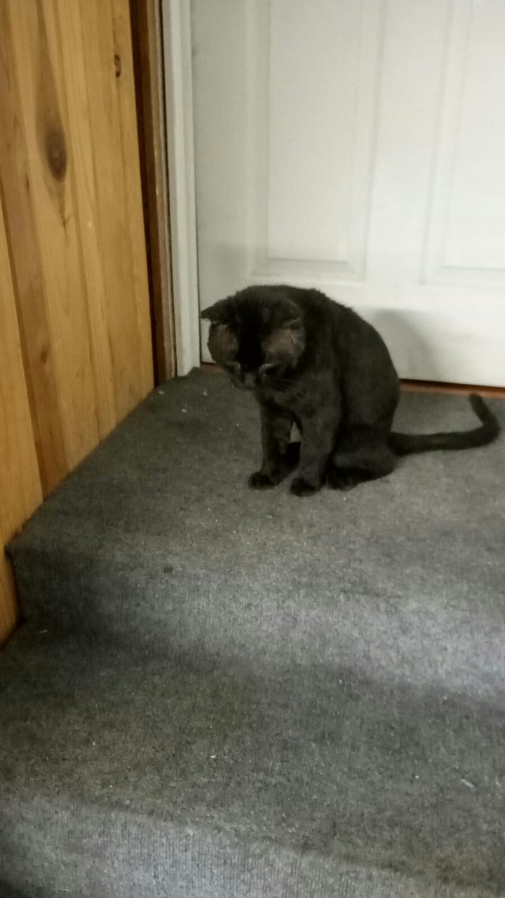gato