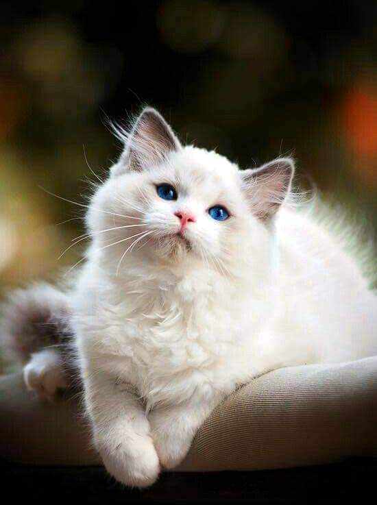 o gatinho