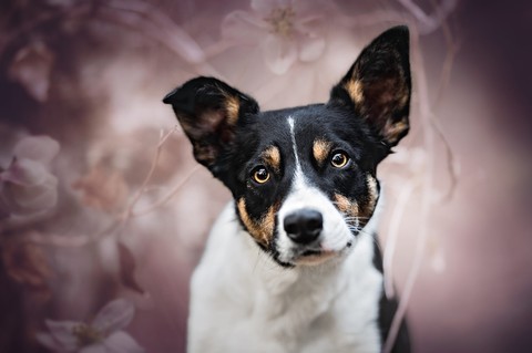tapety canidae, dog