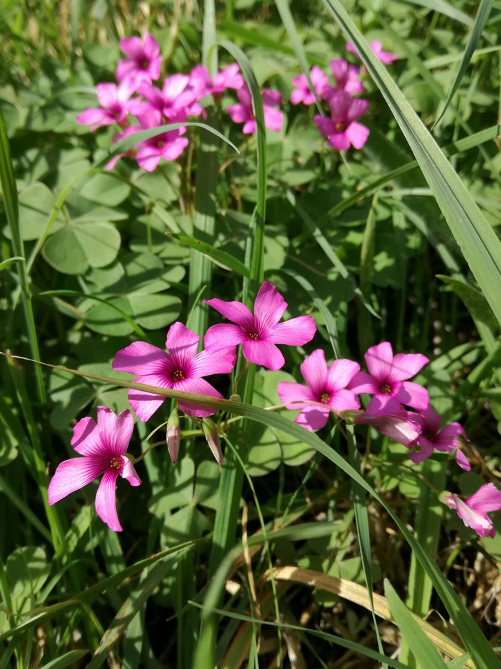 Flowers and lucky clovers