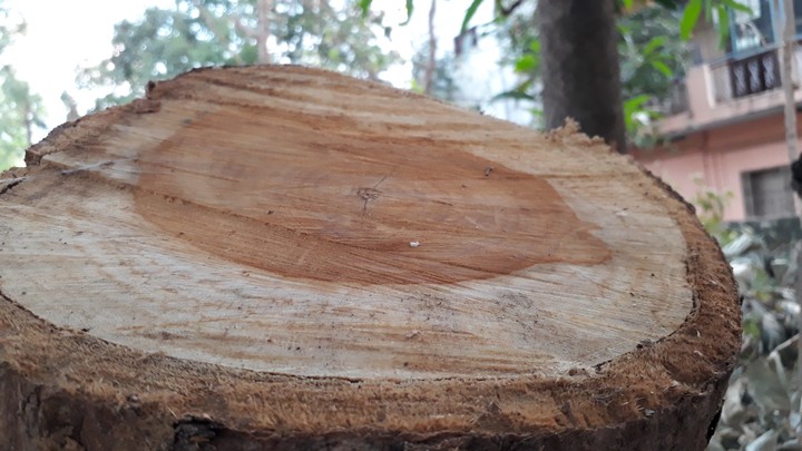 wood