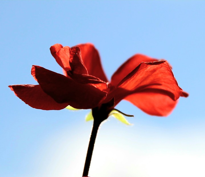 Blume