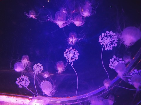 jellyfish