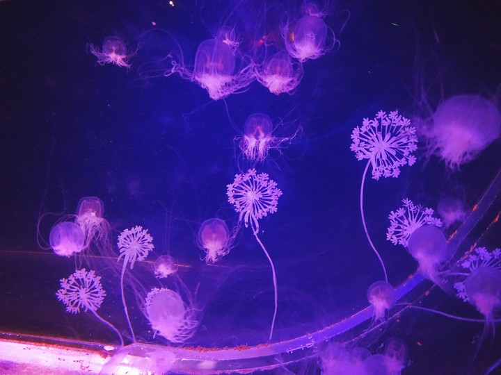 jellyfish