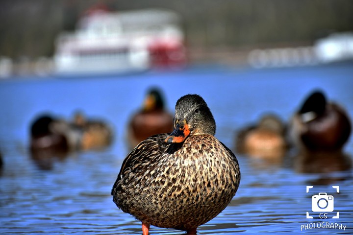 duck