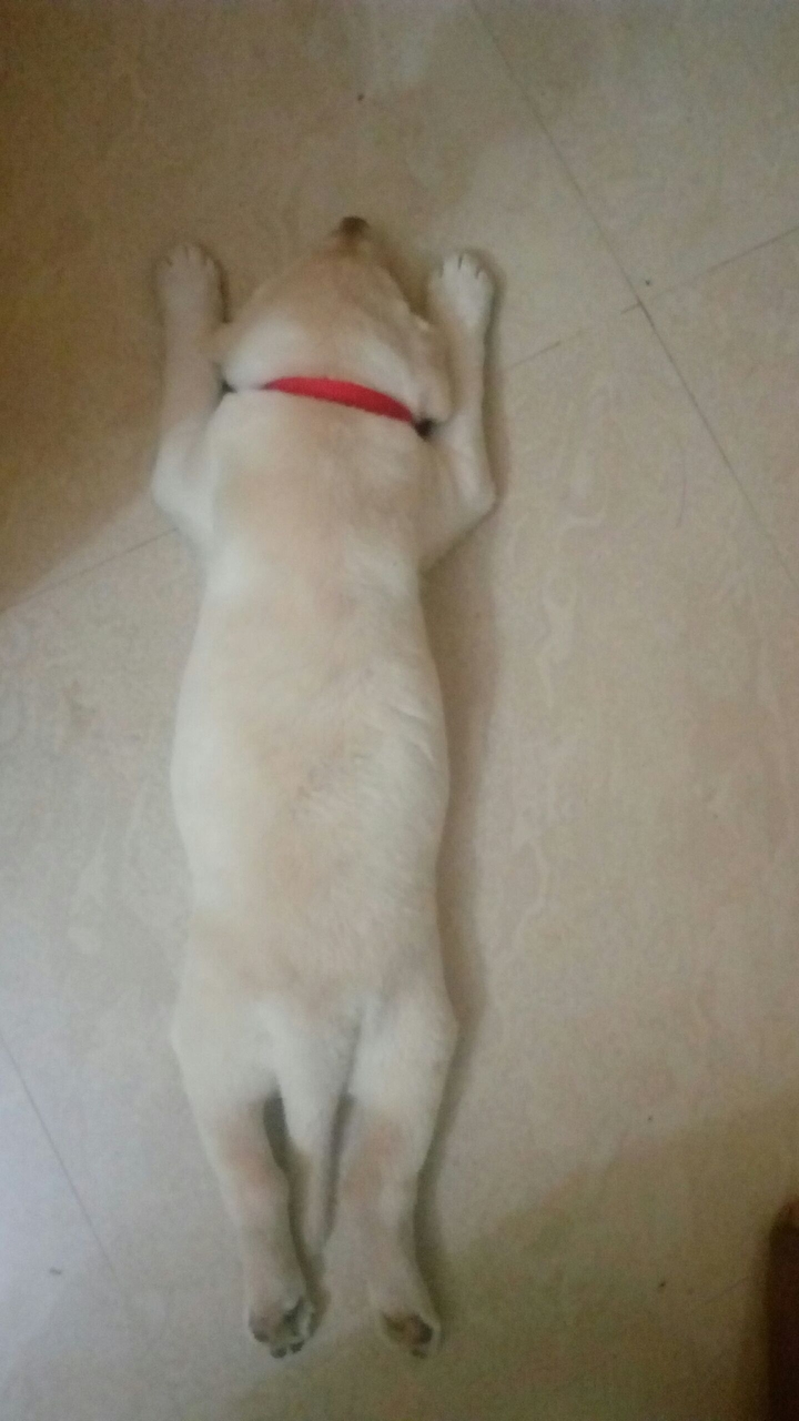 puppy
