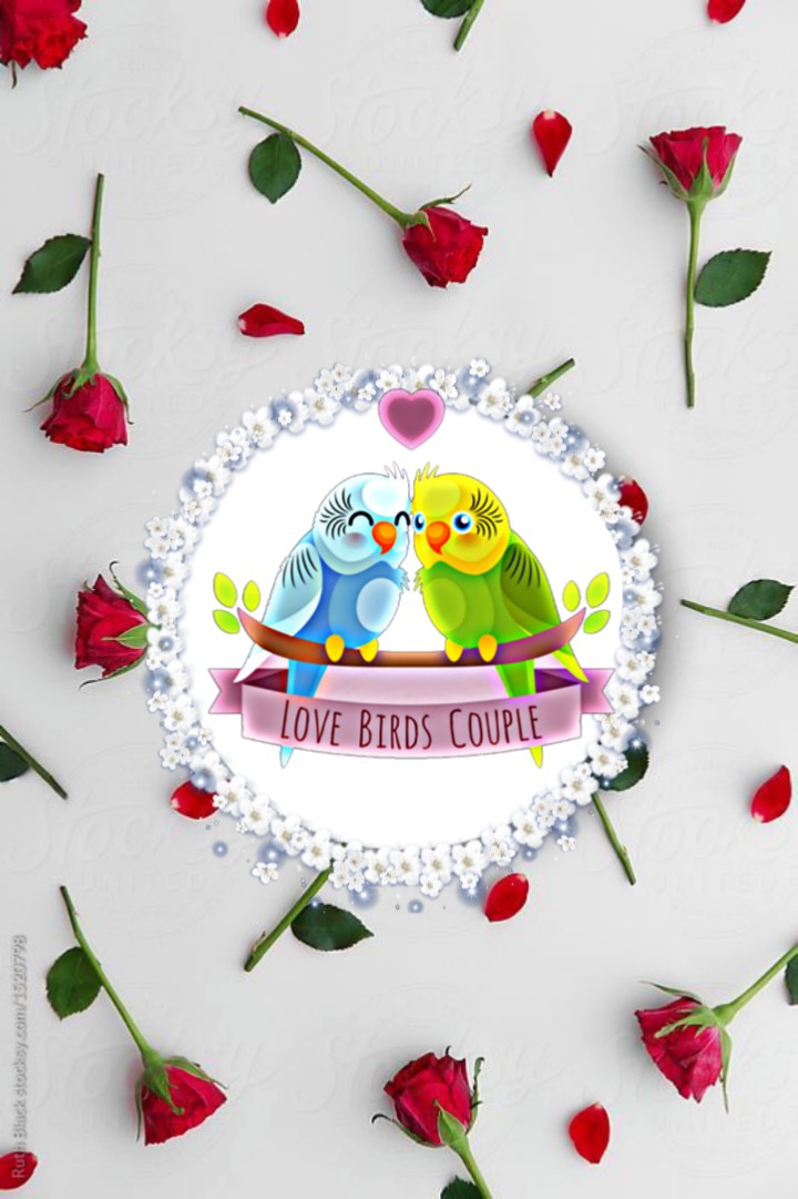 Love Birds ٩(♡ε♡ )۶
