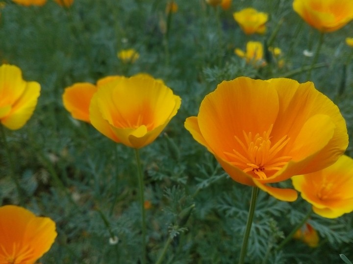 summer flowers
