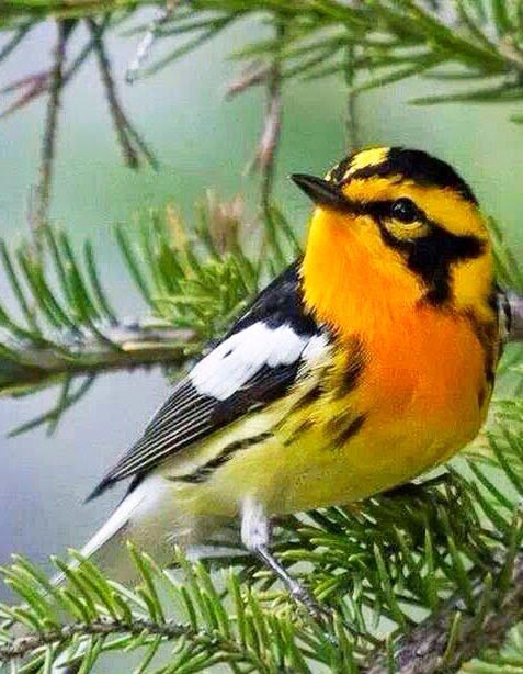 It bird.
