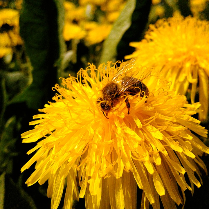 dandelion