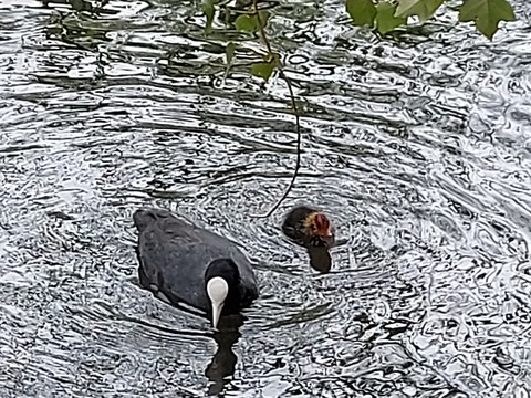coot