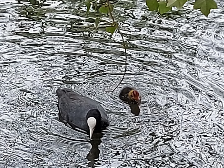 coot