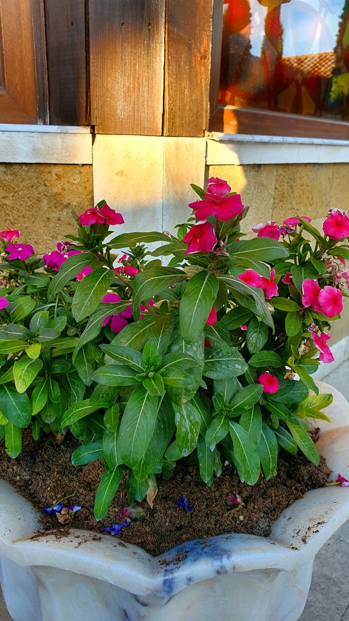Flowers