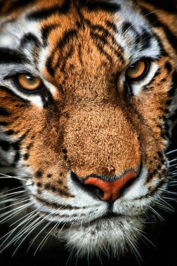 tiger