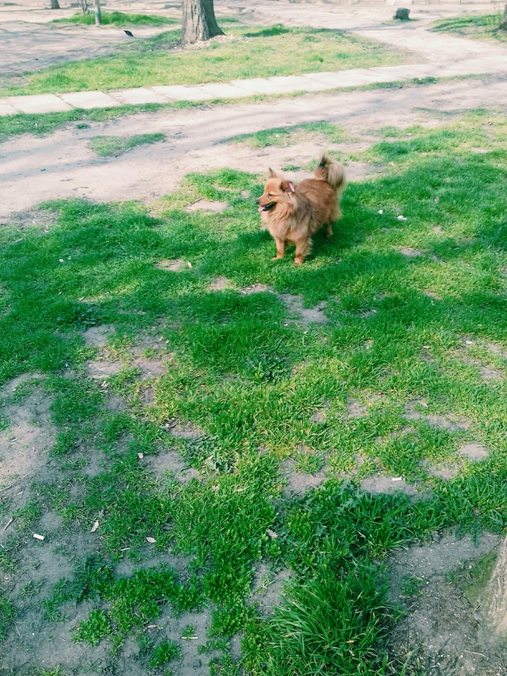 dog