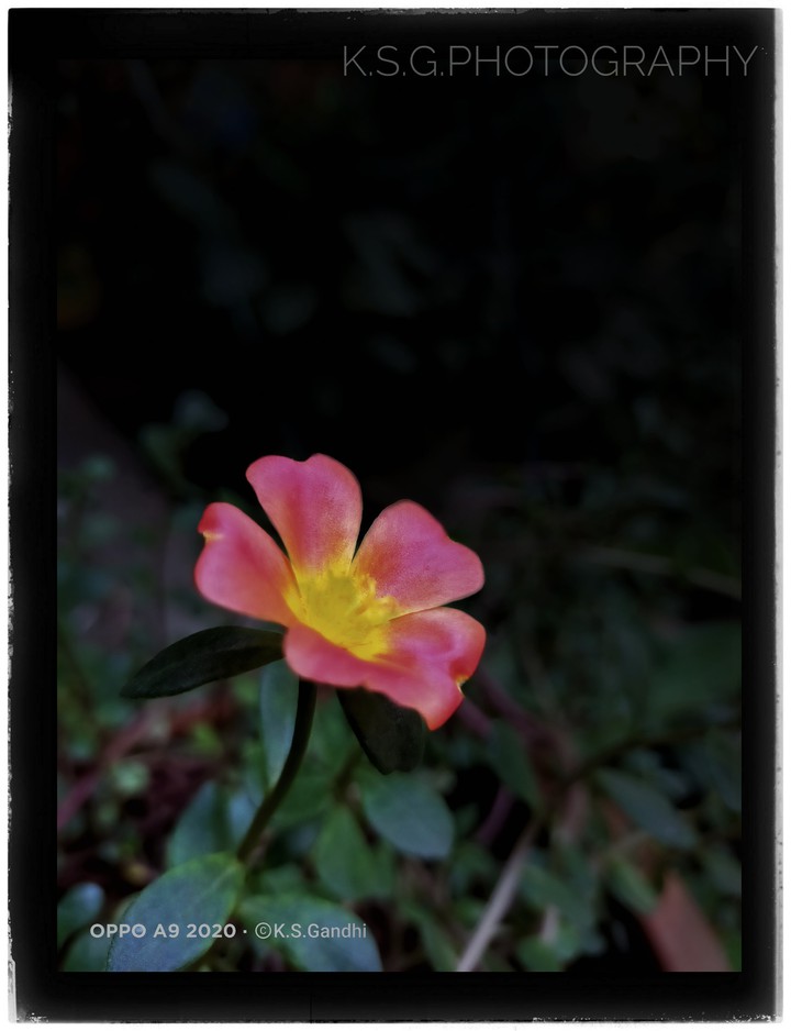 mobile photography