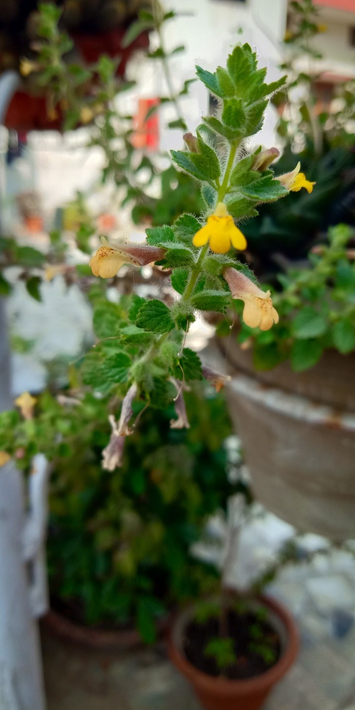 flower