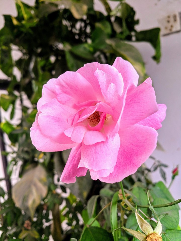 Flower Beauty