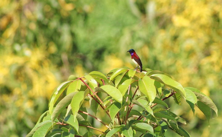colourful hummingbird