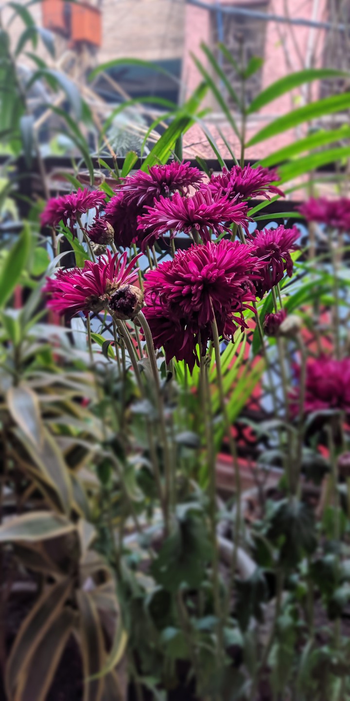 pink photo