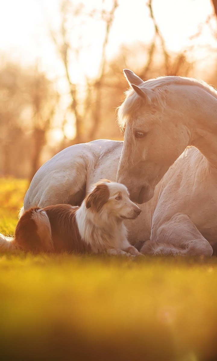 horse