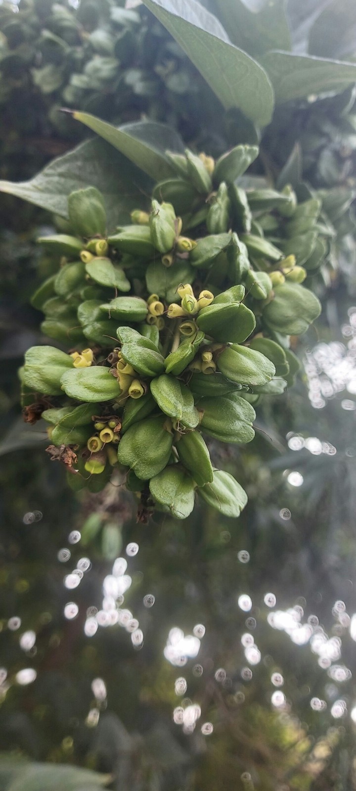 My clicks