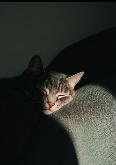 Cat, Felidae, Whiskers