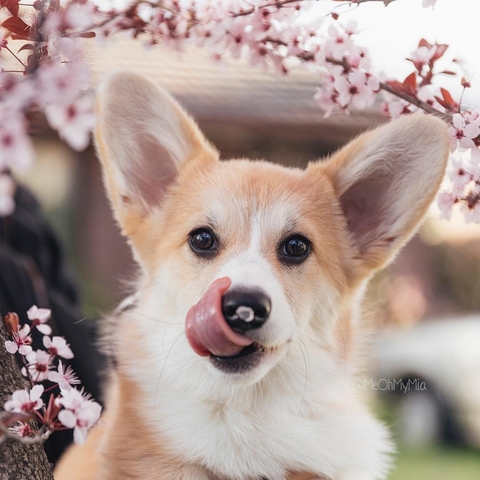 corgi