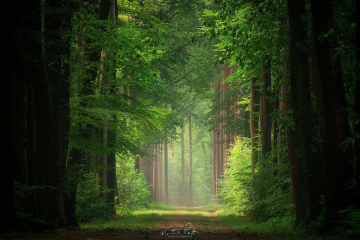 forest