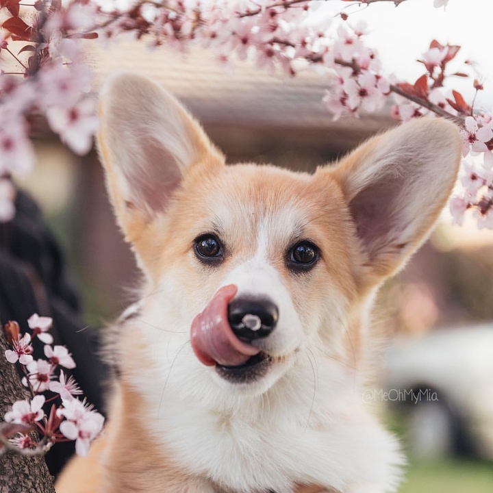 corgi