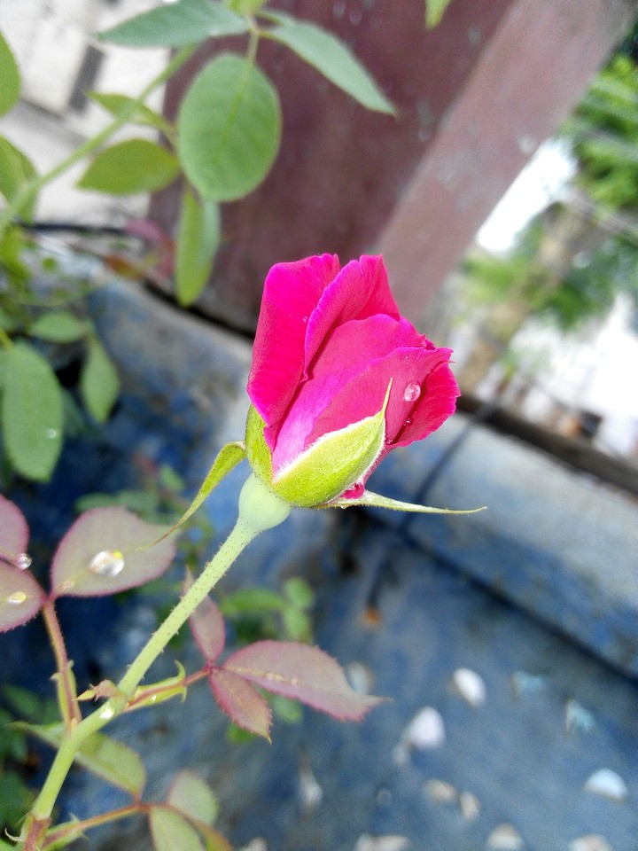 manoj