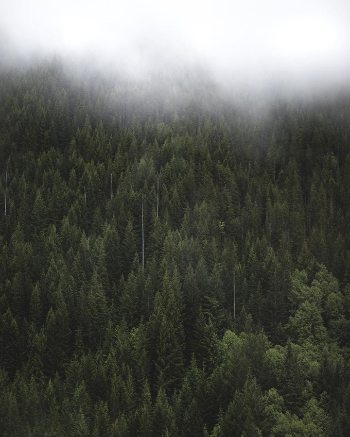 forest