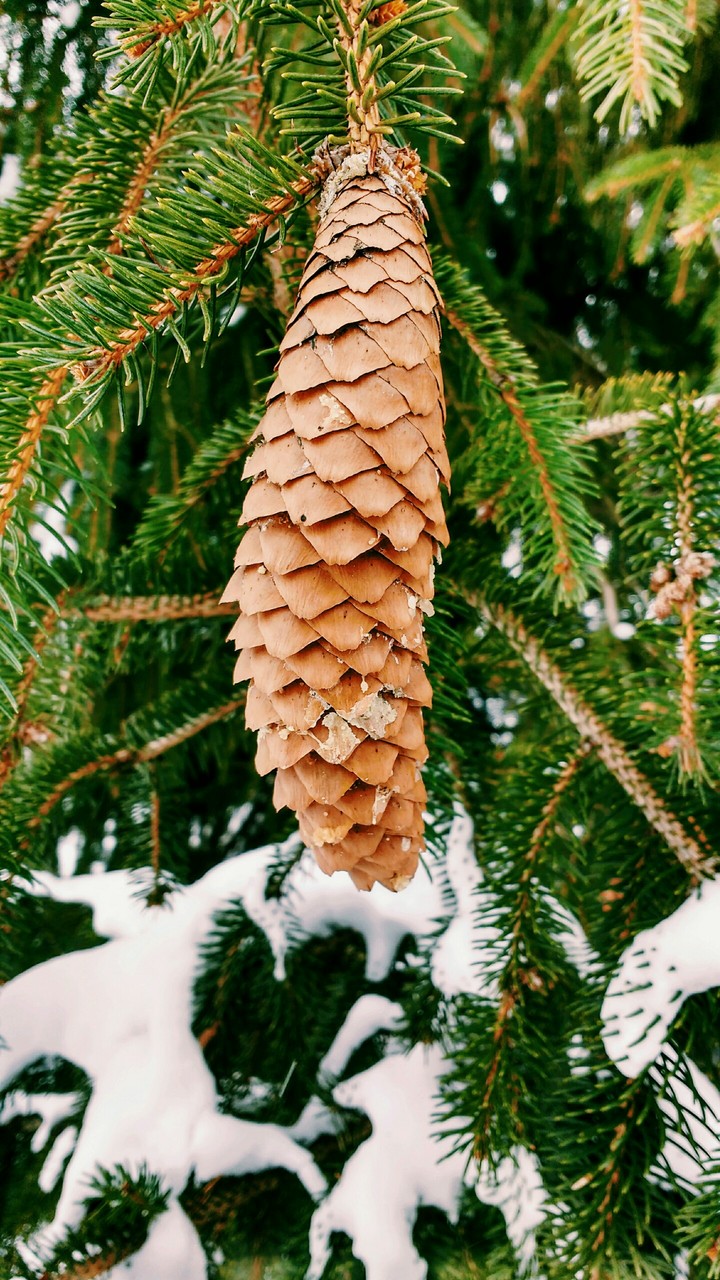 Winter Pine Cone