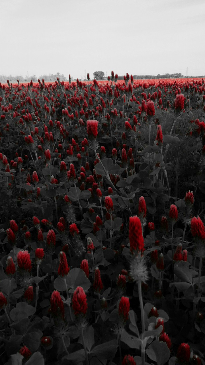 red