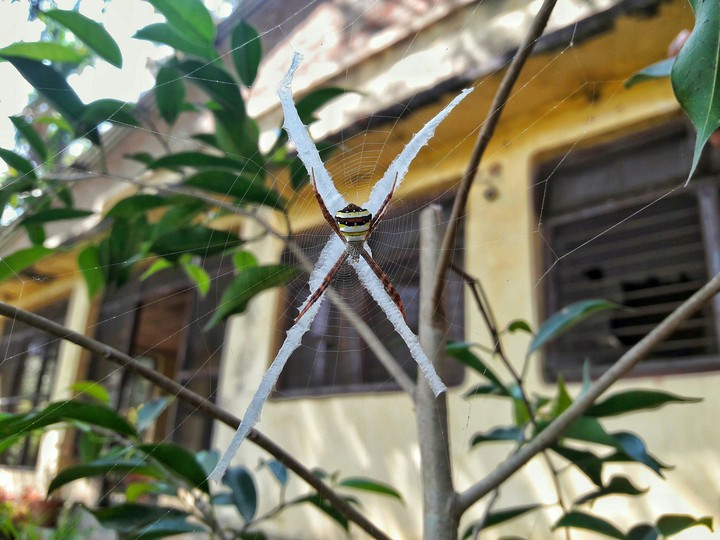 Spider web